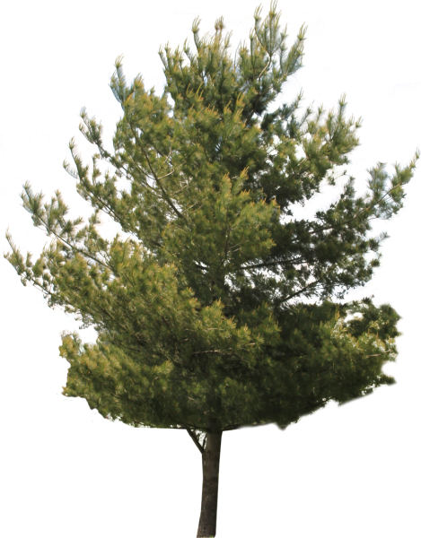 agac-png-resimleri-png-unique-tree-pictures-download-png-0-1