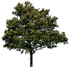 agac-resimleri-png-tree-pictures-png-18