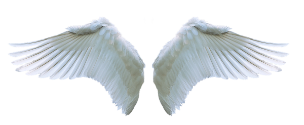 angel-wings-png-wing-angel-swan-photo-pixabay