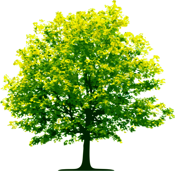 bright-newly-sprouted-tree-transparent-28