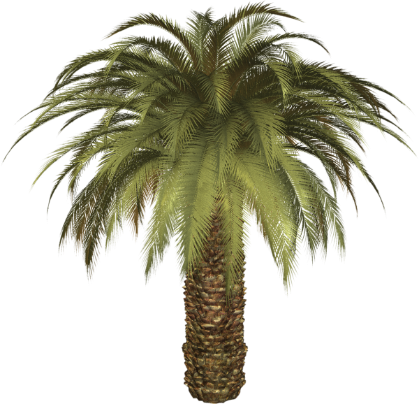 date-palm-palm-tree-and-png-flower-clipart-32