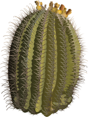 ferocactus-wislizeni-fishhook-barrel-cactus-trees-20