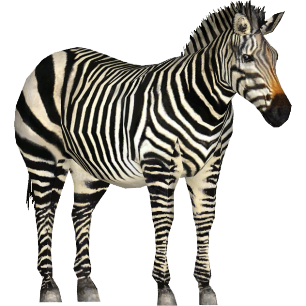 hartmann-mountain-zebra-tamara-henson-download-library-wiki-fandom-powered-wikia-27