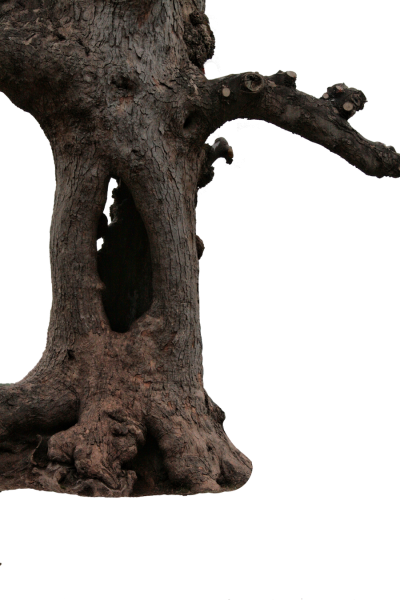 hollow-tree-trunk-png-camelfobia-10