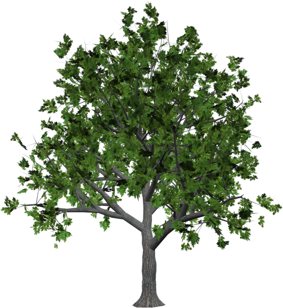 leaf-nature-tree-png-20