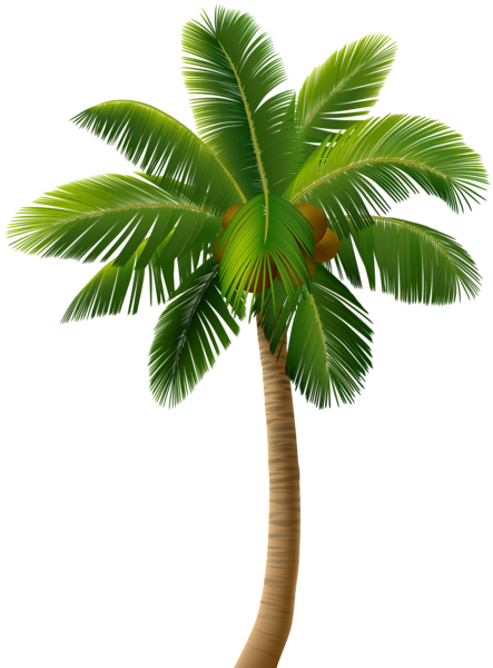 palm-tree-png-clip-art-image-gallery-yopriceville-high-29