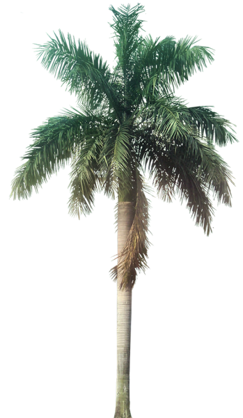 palm-tree-png-collection-tropical-and-subtropical-plant-images-4