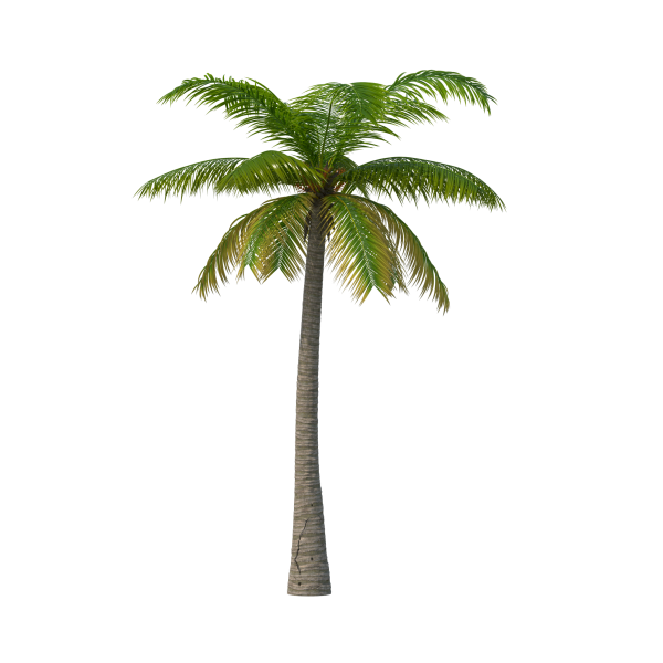 palm-tree-png-image-purepng-transparent-png-7