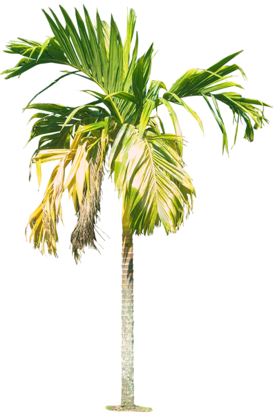 palm-tree-png-palm-transparent-png-pictures-icons-and-png-backgrounds-5