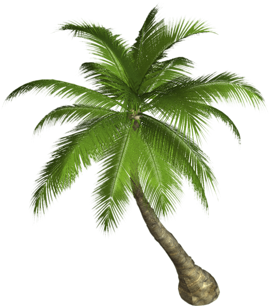 palm-tree-transparent-png-stickpng-13