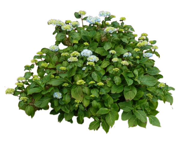 tree-plan-hydrangea-bush-welshdragonnart-deviantart-33