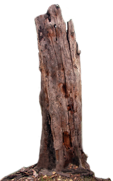 tree-trunk-dead-tree-png-lubman-6