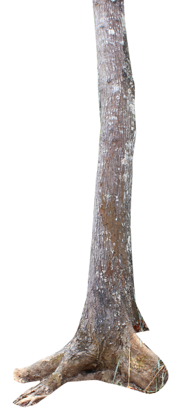 tree-trunk-png-andhikazanuar-4