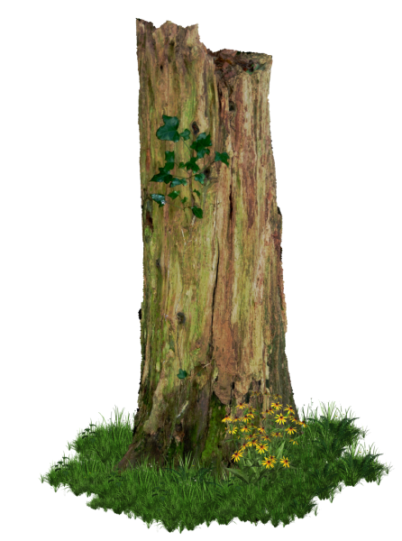 tree-trunk-rotten-old-tree-stump-png-alz-and-art-15