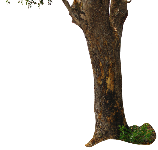 tree-trunk-tree-png-andhikazanuar-5