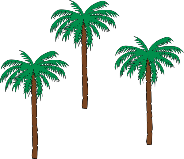 vector-graphic-palm-trees-date-palm-botany-18