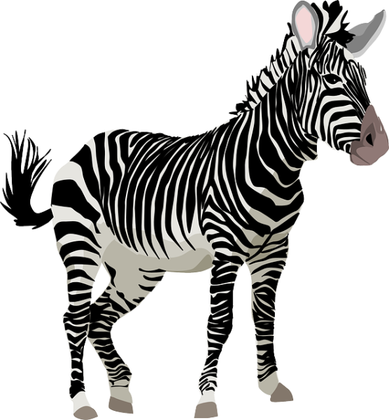 vector-graphic-zebra-africa-animal-safari-zoo-image-pixabay-4