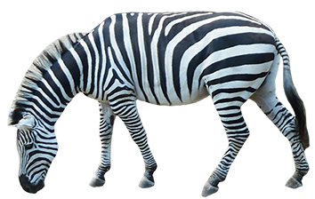 zebra-animal-clip-art-13