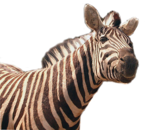 zebra-png-image-collection-for-download-crazypngm-crazy-png-images-download-20