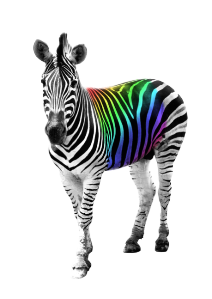 zebra-png-images-29