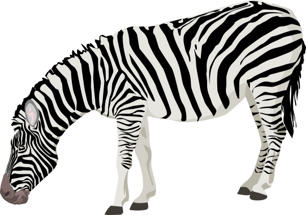 zebra-png-transparent-images-png-only-5