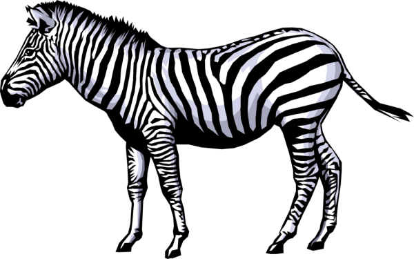 zebra-png-transparent-zebra-images-pluspng-15