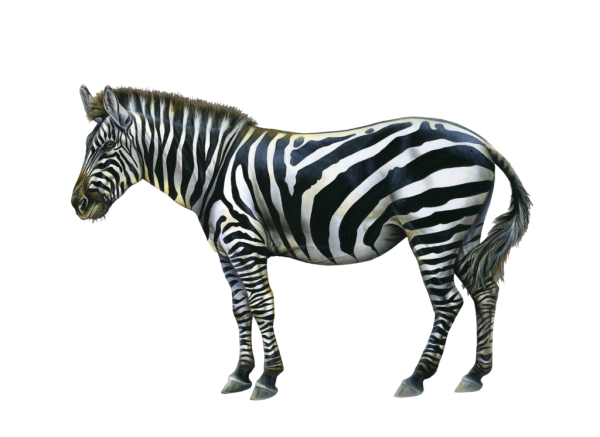 zebra-png-transparent-zebra-images-pluspng-6