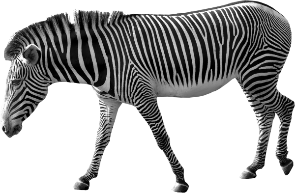 zebra-print-png-transparent-zebra-print-images-pluspng-33