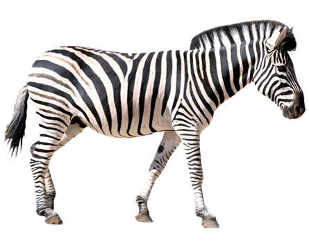 zebra-sandtopia-0